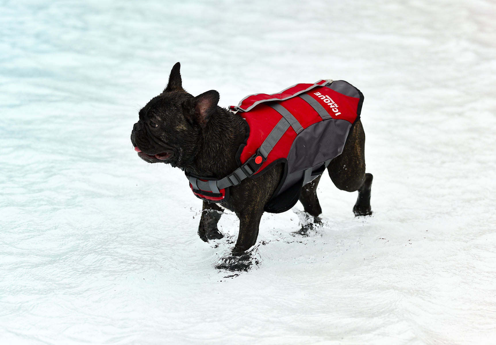 082919-bet-doggysplash-086a.JPG